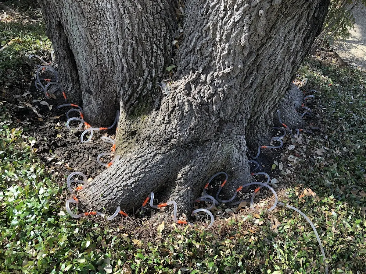 Detailed Tree Cabling and Bracing job site in North Prairie