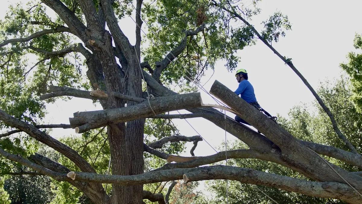 Professional Hazardous Tree Removal performed by certified arborists in North Prairie