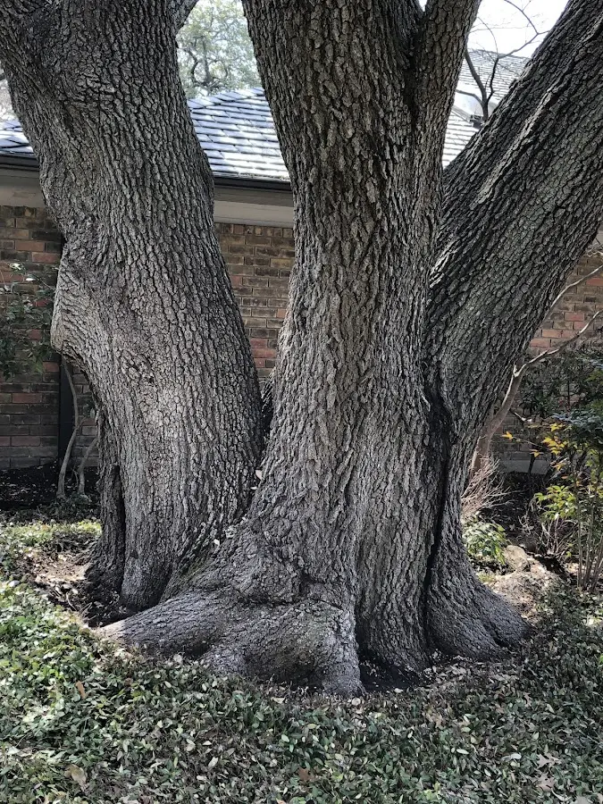 Mature heritage tree close to a North Prairie property cared for by certified arborists